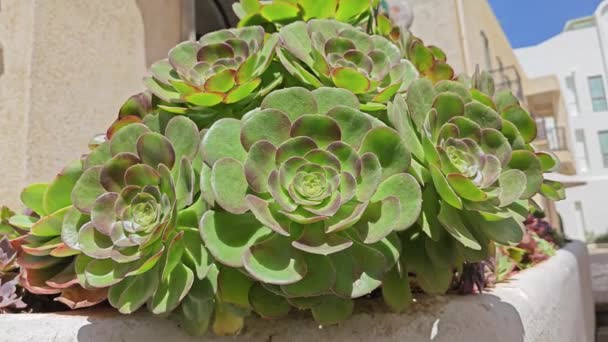 Looking Beautiful Crassula Houseplant Garden — Stock Video