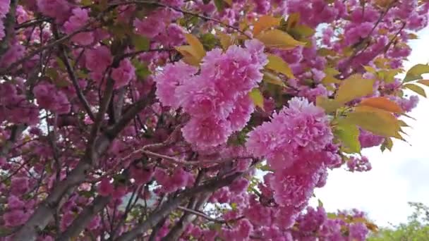 Дивлячись Вгору Красиве Рожеве Вишневе Квітуче Квіткове Дерево — стокове відео