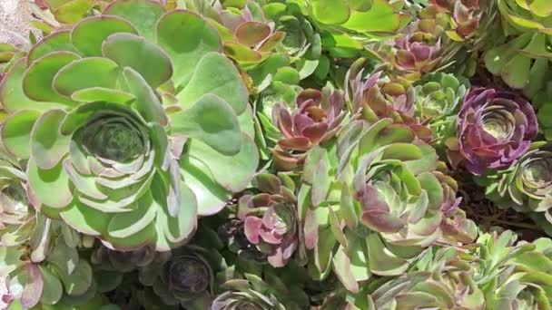Blick Auf Den Wunderschönen Garten Der Zimmerpflanze Crassula — Stockvideo
