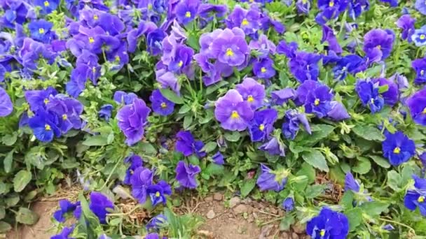 Μπλε Πανσές Λουλούδι Που Αναπτύσσεται Στο Πεδίο — Αρχείο Βίντεο