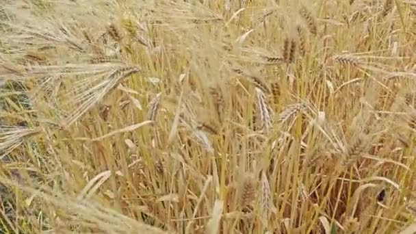 Buğday Bitkileriyle Dolu Tarlaya Bakıyorum — Stok video