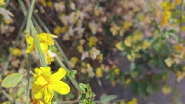 Gałęzie Malutkich Żółtych Zimowych Kwiatów Jaśminu — Wideo stockowe