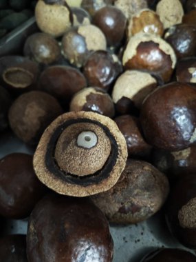 Kolye ve bilezik için Buda kalbi tohumu..