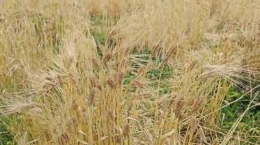 Rüzgarlı buğday tarlası manzarasına bakıyorum.. 