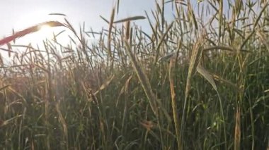 Rüzgarlı buğday tarlası manzarasına bakıyorum.. 