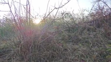 Rüzgarlı buğday tarlası manzarasına bakıyorum.. 