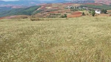 Rüzgarlı buğday tarlası manzarasına bakıyorum.. 