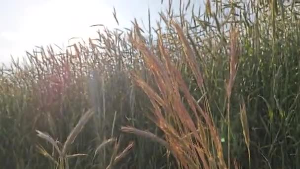 Дивлячись Вітряне Поле Ландшафту Пшеничної Ферми — стокове відео