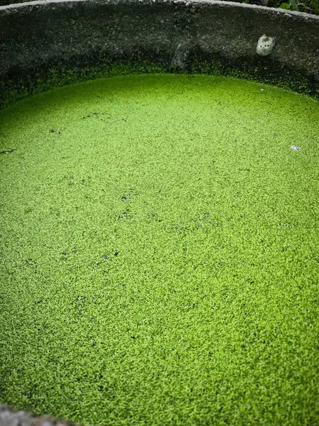 stock image Green tiny algae fungus grass floating on the surface of the water 
