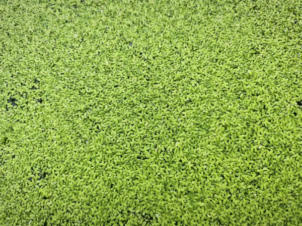 stock image Green tiny algae fungus grass floating on the surface of the water 