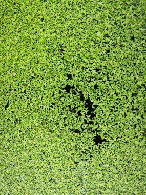 Suyun yüzeyinde yüzen küçük yeşil yosun mantarı otları. 