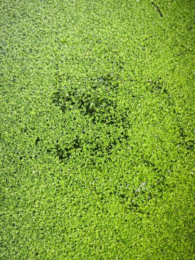 Suyun yüzeyinde yüzen küçük yeşil yosun mantarı otları. 