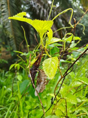 Arı kovanının sapına bakıyorum..