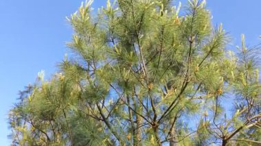 O esnada göğe bakar, (orada) yeşil yapraklı ağaçlar vardır..