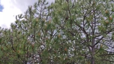 O esnada göğe bakar, (orada) yeşil yapraklı ağaçlar vardır..