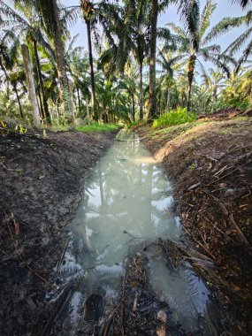 Palmiye yağı tarlasında kırsal drenaj.
