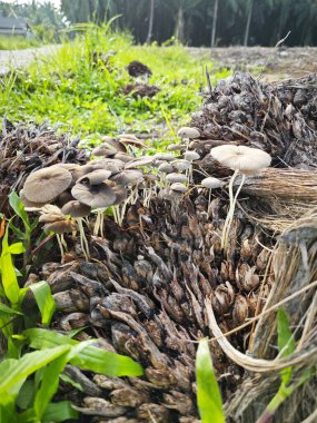 Çürüyen palmiye kümesinden çıkan küçük gri şemsiye mürekkep mantarı.. 