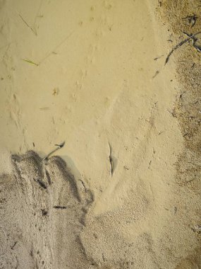 Durgun yağmur suyu havuzundan kurumuş çamur..