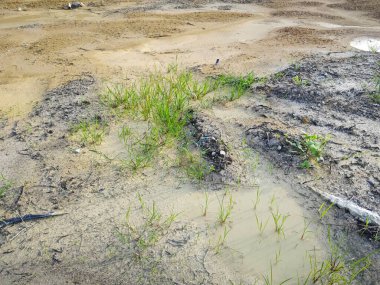 Durgun yağmur suyu havuzundan kurumuş çamur..