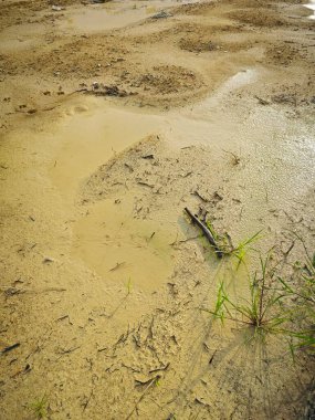 Durgun yağmur suyu havuzundan kurumuş çamur..