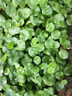 greenery of araliaceae hydrocotyle pennywort plant.