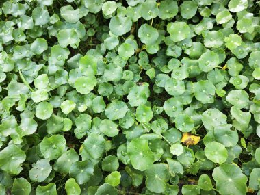 greenery of araliaceae hydrocotyle pennywort plant.