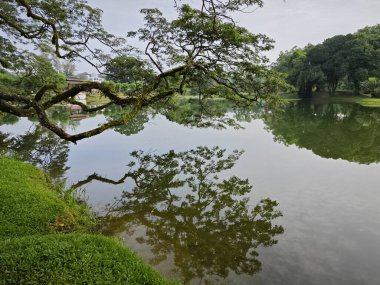 beautiful reflection of rainforest branches hanging out to the lake.