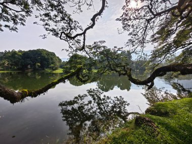 beautiful reflection of rainforest branches hanging out to the lake.