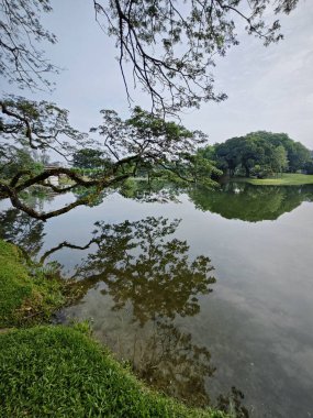 beautiful reflection of rainforest branches hanging out to the lake.