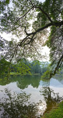 beautiful reflection of rainforest branches hanging out to the lake.