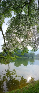 beautiful reflection of rainforest branches hanging out to the lake.