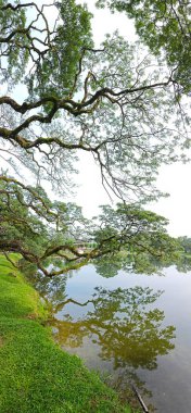 beautiful reflection of rainforest branches hanging out to the lake.