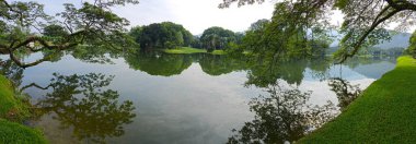beautiful reflection of rainforest branches hanging out to the lake.