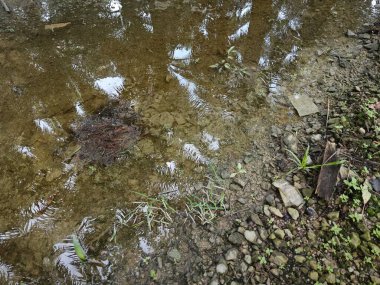 Kimyasal gübre ve tarım ilacı kullanımından kaynaklanan atıklar nedeniyle kirlenen durgun su havuzunun yüzeyindeki kirli yağ lekeleri.