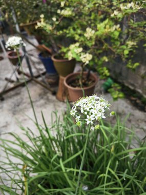 Beyaz nergis sarımsak çiçekli bitki kümesi.