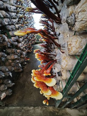 Şişede Antler Reishi mantarı kültürü hasat ediliyor..