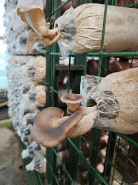 Plastik şişeden çıkan beyaz istiridye mantarı kümesi..