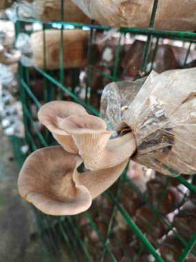 Plastik şişeden çıkan beyaz istiridye mantarı kümesi..