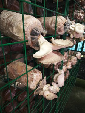 Plastik şişeden çıkan beyaz istiridye mantarı kümesi..