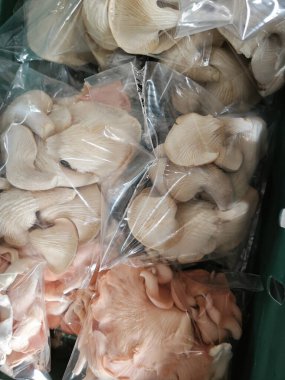 Beyaz istiridye mantarı plastik torbalara doldurulmuş..