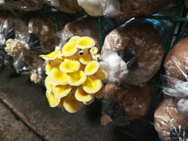 cluster of yellow oyster mushroom sprouting out of the plastic bottleneck bottle. clipart