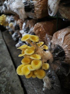 Plastik şişeden çıkan sarı istiridye mantarı kümesi..