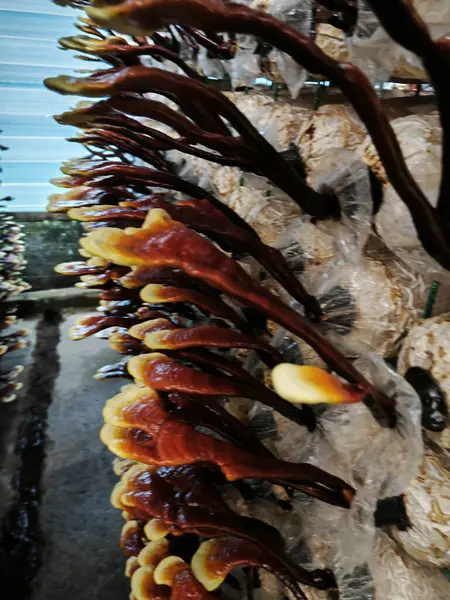 stock image Harvesting culture Antler Reishi Mushroom in the bottle.