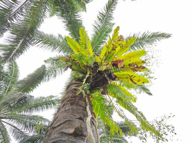 Hurma ağacının kütüğünün üstüne bakan yabani kuş yuvası eğreltiotu..