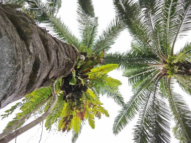 looking above the oil palm tree trunk of a sprouting the wild bird's nest fern. clipart