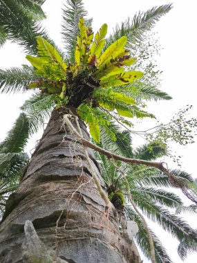 Hurma ağacının kütüğünün üstüne bakan yabani kuş yuvası eğreltiotu..