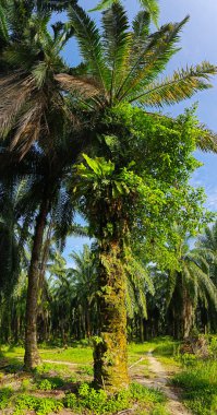Kuş yuvasının geniş panoramik manzarası palmiye ağacının gövdesinden filizlenir..