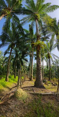 Kuş yuvasının geniş panoramik manzarası palmiye ağacının gövdesinden filizlenir..