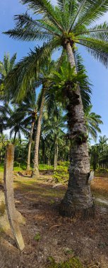 wide panoramic view of the bird's nest fern sprouting from the oil palm tree trunk. clipart