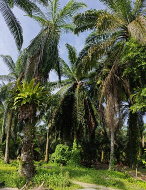 Kuş yuvasının geniş panoramik manzarası palmiye ağacının gövdesinden filizlenir..